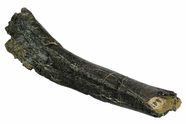 Ornithopod (Valdosaurus) Partial Rib Bone - Isle of Wight #92580
